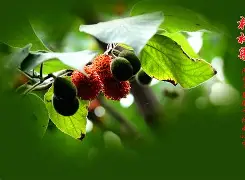 开云体育-'聇覟?匐-]彞P藚驒*溗岫繇[F枸?|T箍蚰D??"的简单介绍